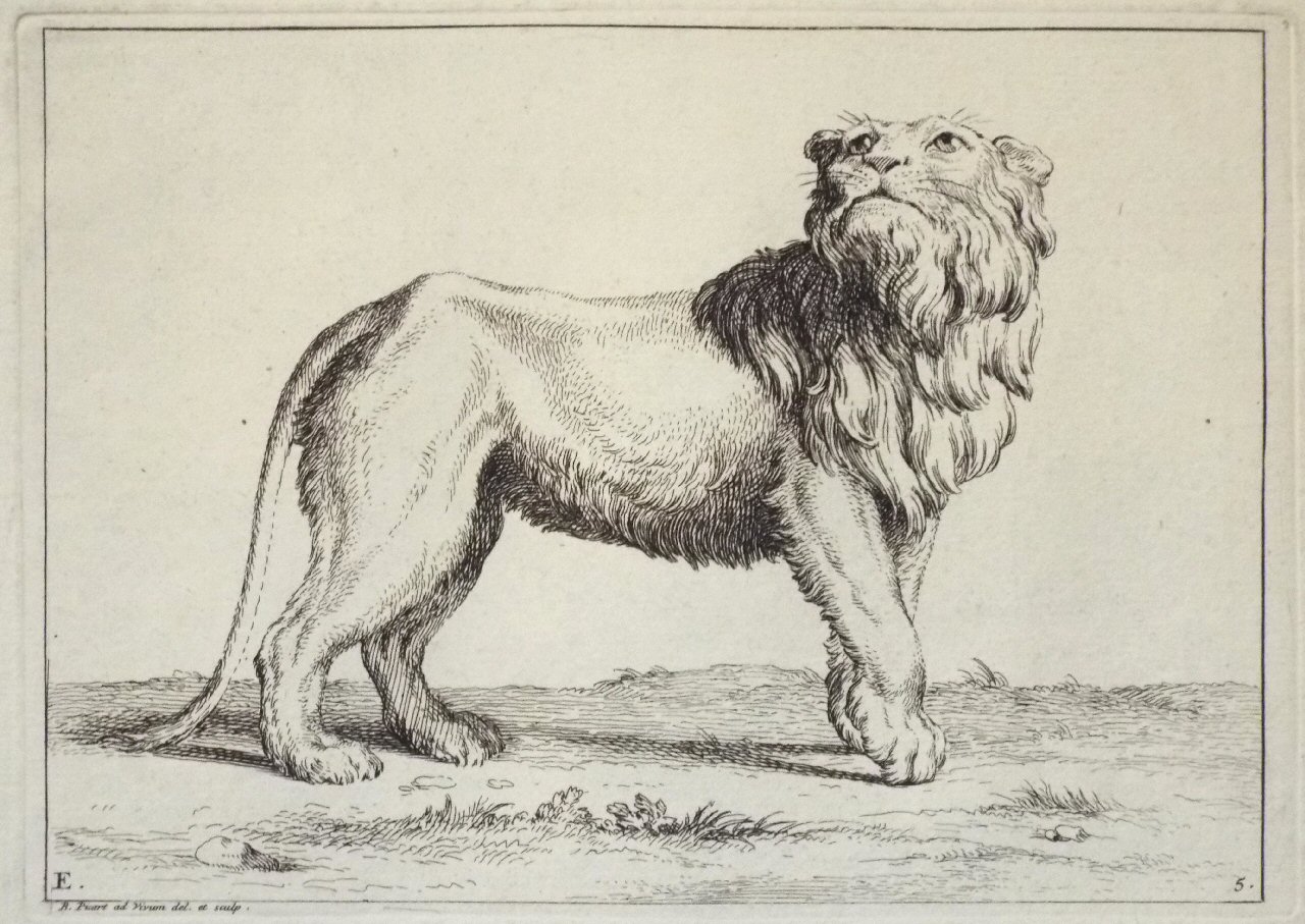 Etching - E. 5. Lion - Picart